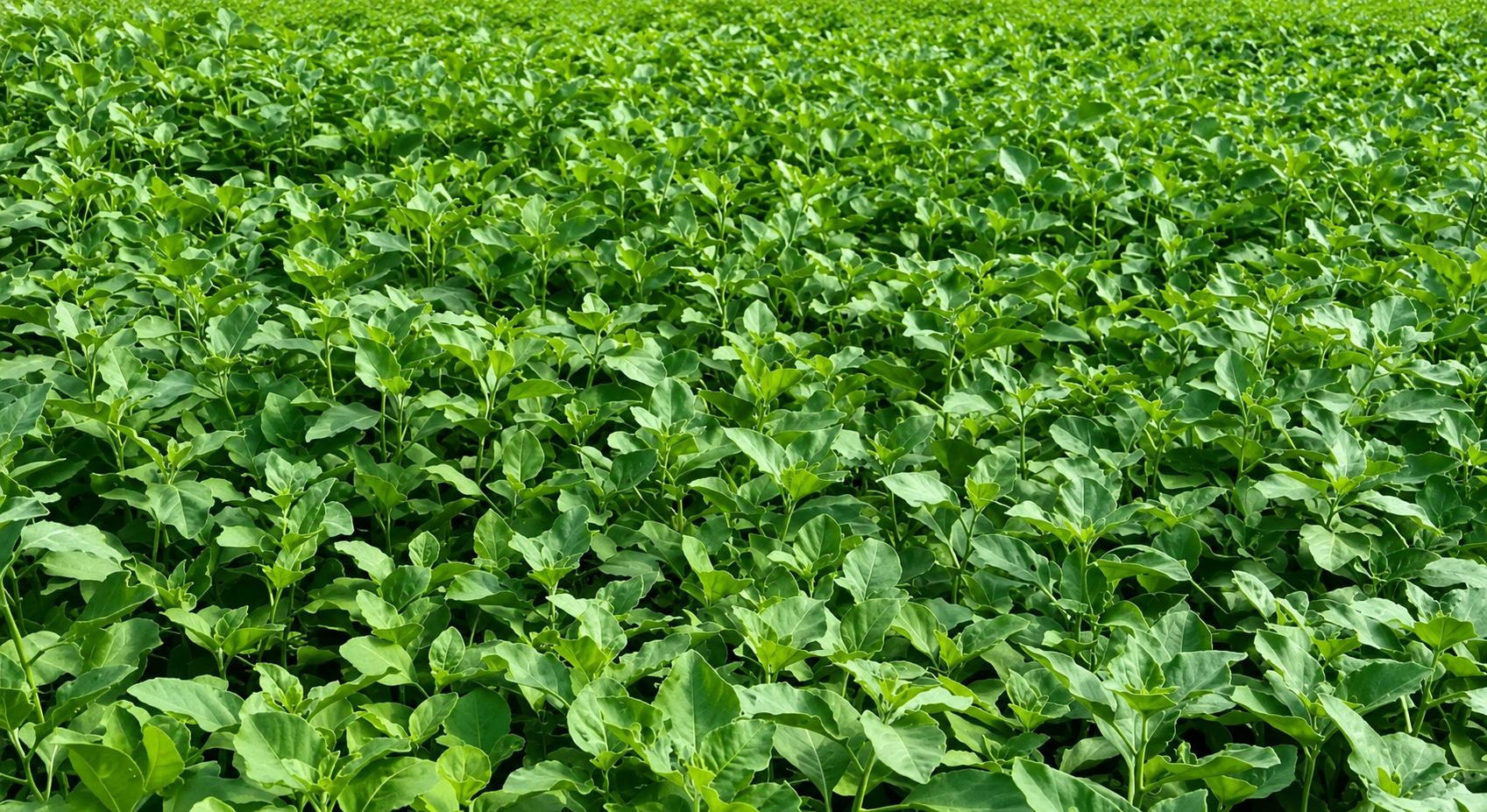 Lush green ashwagandha field